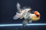 Thai Oranda  Tricolor 5 Inch (ID#1029To1b-75) Free2Day SHIPPING