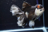 Thai Oranda  Tricolor 5.5 Inch (ID#917To6c-113)