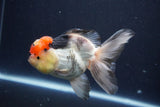 Thai Oranda  Tricolor 5 Inch (ID#1029To1b-75) Free2Day SHIPPING