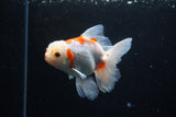 Thai Oranda  Sakura 5 Inch (ID#1126To5b-83) Free2Day SHIPPING