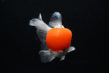 Thai Oranda  Red Cap 6 Inch (ID#0110T1b-67) Free2Day SHIPPING