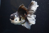 Thai Oranda  Tricolor 5.5 Inch (ID#917To6c-113)