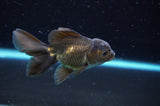 Baby Thai Oranda  Bronze 3.5 Inch (ID#418TPTA-90) Free2Day SHIPPING