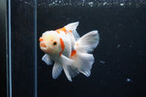 Thai Oranda  Sakura 5 Inch (ID#1126To5b-83) Free2Day SHIPPING