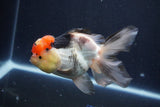 Thai Oranda  Tricolor 5 Inch (ID#1029To1b-75) Free2Day SHIPPING