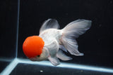 Thai Oranda  Red Cap 6 Inch (ID#0110T1b-67) Free2Day SHIPPING