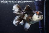 Thai Oranda  Tricolor 5.5 Inch (ID#917To6c-113)