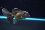 Baby Thai Oranda  Bronze 3.5 Inch (ID#418TPTA-90) Free2Day SHIPPING