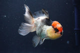 Thai Oranda  Tricolor 5 Inch (ID#1029To1b-75) Free2Day SHIPPING