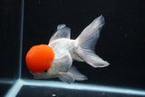 Thai Oranda  Red Cap 6 Inch (ID#0110T1b-67) Free2Day SHIPPING