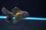 Baby Thai Oranda  Bronze 3.5 Inch (ID#418TPTA-90) Free2Day SHIPPING