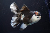 Thai Oranda  Tricolor 5.5 Inch (ID#917To6c-113)