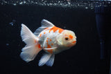 Thai Oranda  Sakura 5 Inch (ID#1126To5b-83) Free2Day SHIPPING