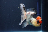 Thai Oranda  Tricolor 5 Inch (ID#1029To1b-75) Free2Day SHIPPING