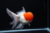 Thai Oranda  Red Cap 6 Inch (ID#0110T1b-67) Free2Day SHIPPING