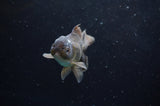 Baby Thai Oranda  Bronze 3.5 Inch (ID#418TPTA-90) Free2Day SHIPPING