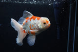 Thai Oranda  Sakura 5 Inch (ID#1126To5b-83) Free2Day SHIPPING