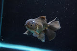 Baby Thai Oranda  Bronze 3.5 Inch (ID#418TPTA-90) Free2Day SHIPPING