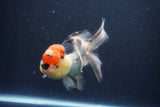 Thai Oranda  Tricolor 5 Inch (ID#1029To1b-75) Free2Day SHIPPING