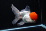 Thai Oranda  Red Cap 6 Inch (ID#0110T1b-67) Free2Day SHIPPING