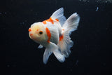 Thai Oranda  Sakura 5 Inch (ID#1126To5b-83) Free2Day SHIPPING