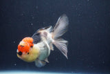 Thai Oranda  Tricolor 5 Inch (ID#1029To1b-75) Free2Day SHIPPING