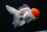 Thai Oranda  Red Cap 6 Inch (ID#0110T1b-67) Free2Day SHIPPING