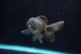 Baby Thai Oranda  Bronze 3.5 Inch (ID#418TPTA-90) Free2Day SHIPPING