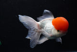 Thai Oranda  Red Cap 6 Inch (ID#0110T1b-67) Free2Day SHIPPING