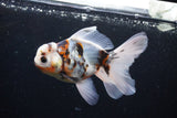 Thai Oranda  Calico 5 Inch (ID#1126To5b-84) Free2Day SHIPPING