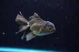 Baby Thai Oranda  Bronze 3.5 Inch (ID#418TPTA-90) Free2Day SHIPPING