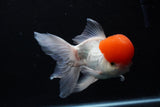 Thai Oranda  Red Cap 6 Inch (ID#0110T1b-67) Free2Day SHIPPING