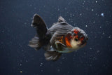 Thai Oranda  Tricolor 4.5 Inch (ID#1029To1b-76) Free2Day SHIPPING