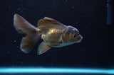 Baby Thai Oranda  Bronze 3.5 Inch (ID#418TPTA-90) Free2Day SHIPPING
