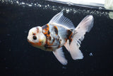 Thai Oranda  Calico 5 Inch (ID#1126To5b-84) Free2Day SHIPPING