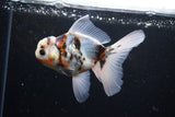 Thai Oranda  Calico 5 Inch (ID#1126To5b-84) Free2Day SHIPPING