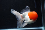 Thai Oranda  Red Cap 6 Inch (ID#0110T1b-67) Free2Day SHIPPING