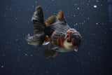 Thai Oranda  Tricolor 4.5 Inch (ID#1029To1b-76) Free2Day SHIPPING