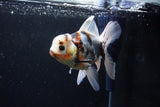 Thai Oranda  Calico 5 Inch (ID#1126To5b-84) Free2Day SHIPPING