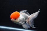 Thai Oranda  Red Cap 6 Inch (ID#0110T1b-67) Free2Day SHIPPING