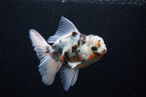 Thai Oranda  Calico 5 Inch (ID#1126To5b-84) Free2Day SHIPPING