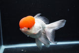 Thai Oranda  Red Cap 6 Inch (ID#0110T1b-67) Free2Day SHIPPING