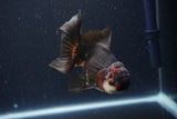 Thai Oranda  Tricolor 4.5 Inch (ID#1029To1b-76) Free2Day SHIPPING