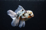 Thai Oranda  Calico 5 Inch (ID#1126To5b-84) Free2Day SHIPPING