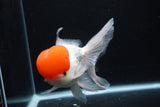 Thai Oranda  Red Cap 6 Inch (ID#0110T1b-67) Free2Day SHIPPING