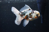 Thai Oranda  Calico 5 Inch (ID#1126To5b-84) Free2Day SHIPPING