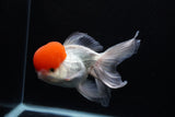 Thai Oranda  Red Cap 6 Inch (ID#0110T1b-67) Free2Day SHIPPING