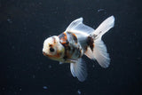 Thai Oranda  Calico 5 Inch (ID#1126To5b-84) Free2Day SHIPPING