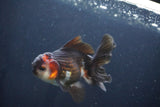 Thai Oranda  Tricolor 4.5 Inch (ID#1029To1b-76) Free2Day SHIPPING