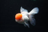 Thai Oranda  Red Cap 5.5 Inch (ID#0110T1b-68) Free2Day SHIPPING